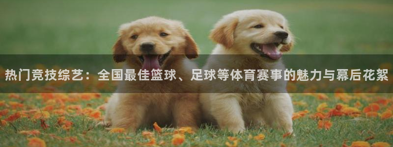 jr看球网直播nba：热门竞技综艺：全国最佳篮球、足球等体育赛事的魅力与幕后花絮