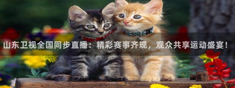 jrkan体育直播网：山东卫视全国同步直播：精彩赛事齐现，观众共享运动盛宴！